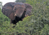 Addo Nationalpark - © Piet Heymans,