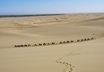 Kamelkarawane bei Dunhuang (Gansu) � �  Stefan Schomann
