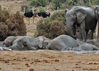 Addo Nationalpark - © Piet Heymans,
