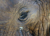 Addo Nationalpark - © Piet Heymans,
